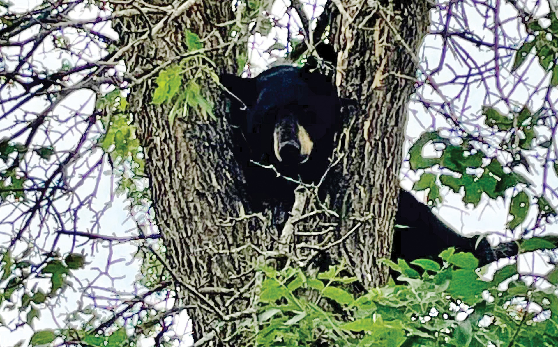 Bears on the move looking for food