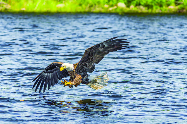 Rob Perez: My unique exchange with an eagle