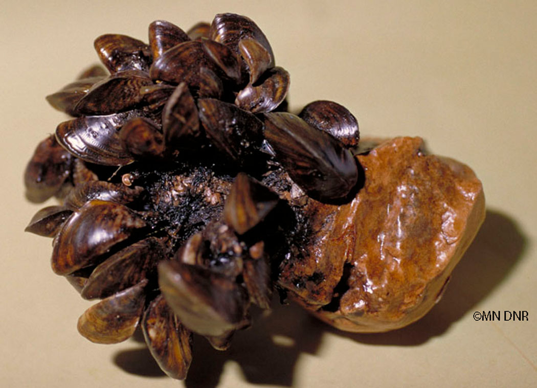 Zebra mussel larvae confirmed in Rainy Lake